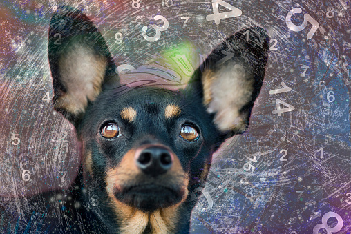 A small dog against a background of swirling numbers